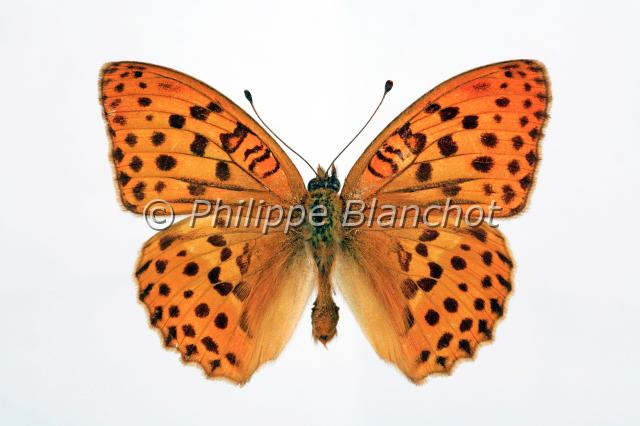 argynnis laodice.JPG - Argynnis laodicePalla's FritillaryLepidoptera, NymphalidaePologne